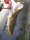 sobeboy fish