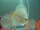 misslove fish