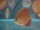misslove fish