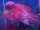 misslove fish