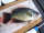 misslove fish
