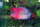 misslove fish