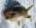 misslove fish