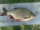 misslove fish