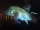 misslove fish