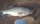 misslove fish