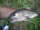 misslove fish