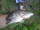 misslove fish