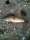 misslove fish