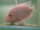 misslove fish