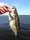 misslove fish