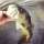 misslove fish