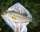 Adera Mugambe fish