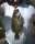 Adera Mugambe fish