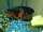Adera Mugambe fish
