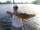 Adera Mugambe fish