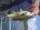 Adera Mugambe fish