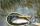 devon fish