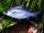 The Duke of Prunes fish
