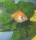 farmgrly fish