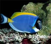 bluetang
