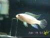 That's my shark! fish