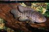 managua-cichlid fish