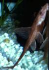 OSCAR fish
