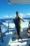 MAHI-MAHI fish