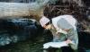 Steelhead fish