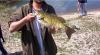 Smallmouth Bass fish