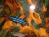 Can you tell me what this is:? fish
