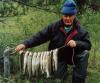 Morning catch fish