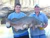 Australian Murray Cod! fish
