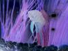 negative beta fish