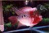Birdfish
