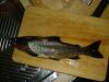 A nice brownie fish