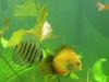 discus fish