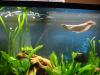 Silvery fish