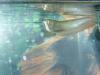 my first arowana fish