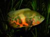 tiger oscar / astronotus ocellatus fish