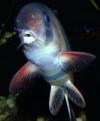 botia macracanthus fish