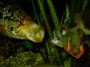 cichlasoma managuense - astronotus ocellatus / tiger oscar fish