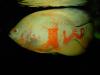 tiger oscar / astronotus ocellatus albino fish
