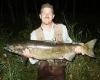 41 and 1/2 King Salmon fish
