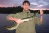 Freshwater Eel 1,4kg fish