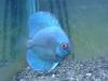 Blueto fish
