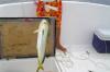 Panama Fish2