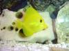 MY TANG fish