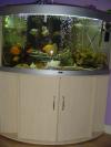 ANOTHER ONE OF AARONS TANKS fish